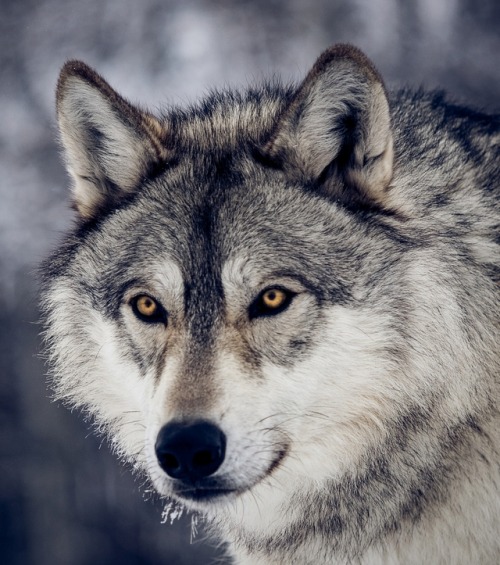 Portrait Of A Wolf by © Instinct Film