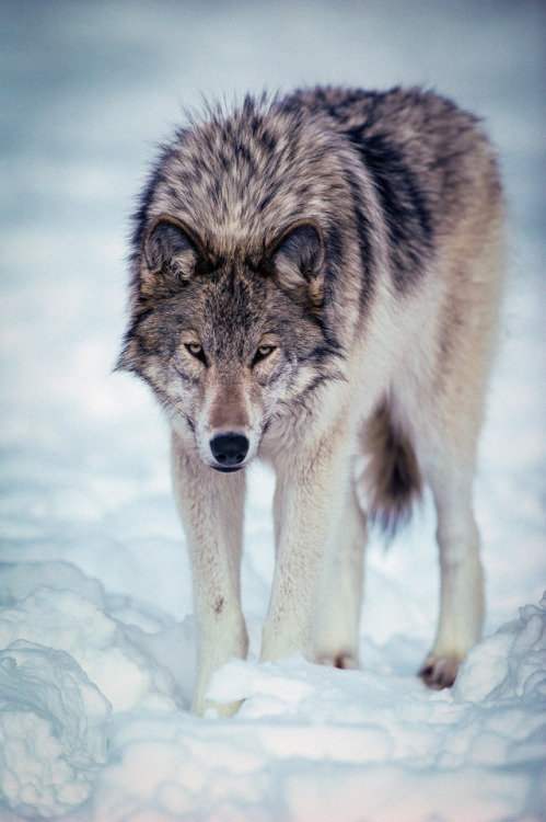 Portrait of a Wolf by © Instinct Film