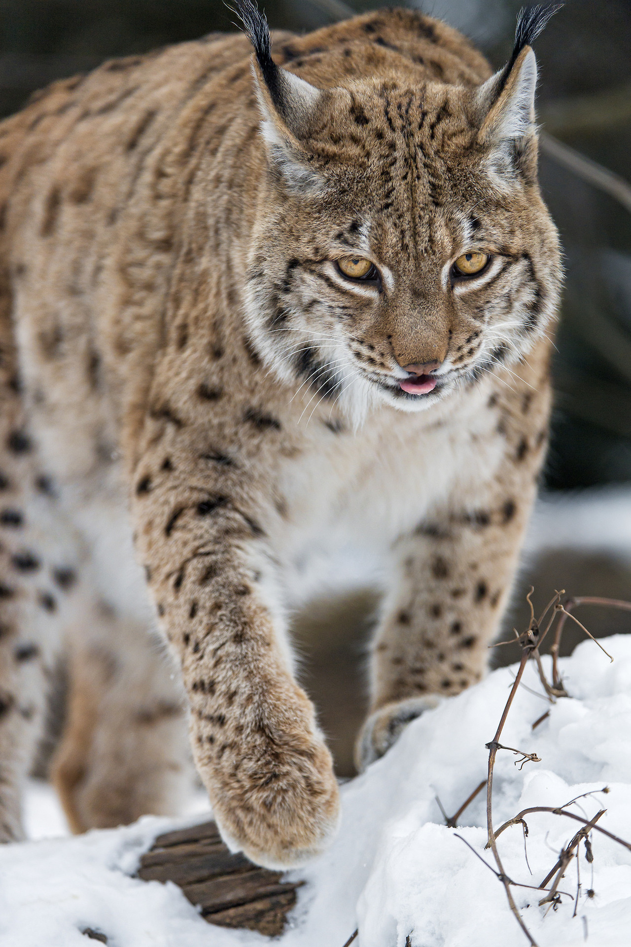 Lynx in the snow again by Tambako The Jaguar on Flickr