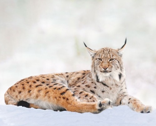 Lynx by © Jongsung Ryu