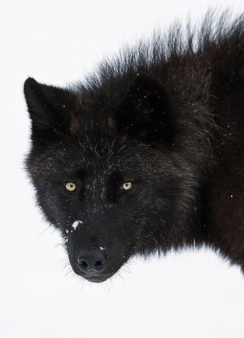 Black Wolf by © johnemarriott
Canadian Rockies, Alberta, Canada