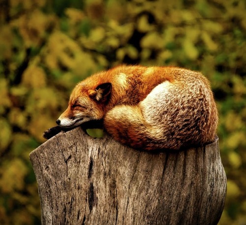 beautiful-wildlife:
“ Fox Sleeping On A Tree Stump by Pexels
”