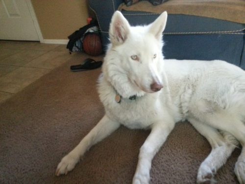 What is an albino wolf?
