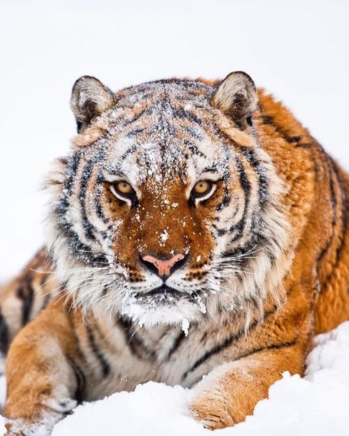 Amur Tiger by © suhaderbent