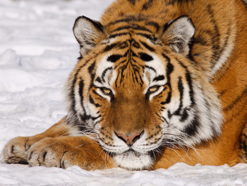 beautiful-wildlife:
“Panthera tigris altaica by Robert Wright
”