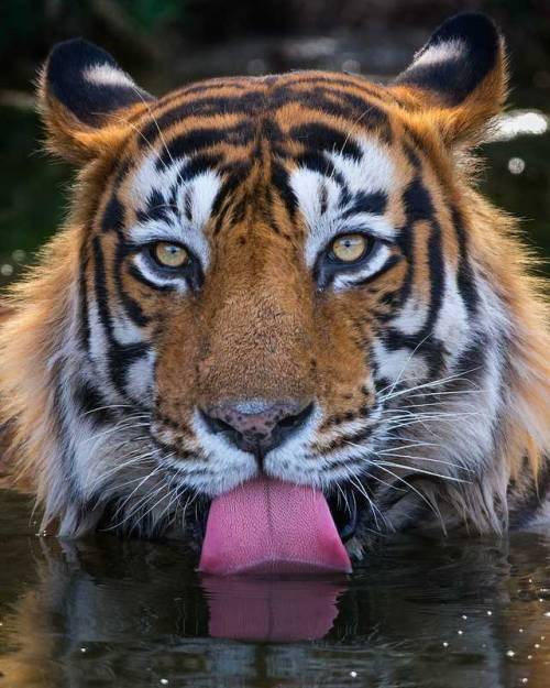 Tiger thirst by © Mogens Trolle