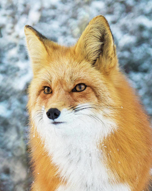 Winter Fox Portrait by © Mindy Musick King