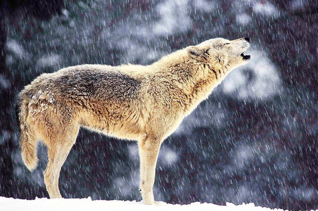 wolfsheart-blog:
“Howling Wolf by Discovery Channel
”