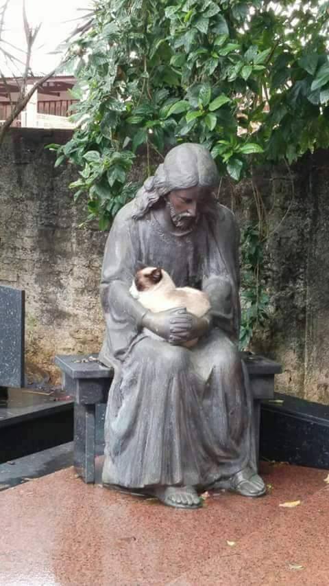 Kitty found comfort on Jesus’s lap (Source: http://ift.tt/2sDI9ET)