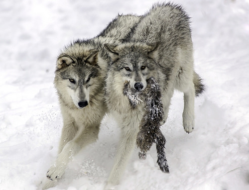 wolfsheart-blog:
“Wolf play by boni5d
”