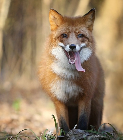 Fox by © Андрей Ершов