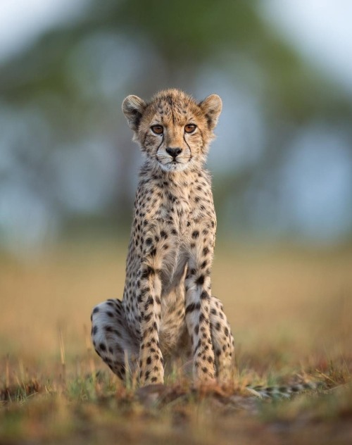 Young Cheetah, Liuwa Plain, Zambia by © willbl