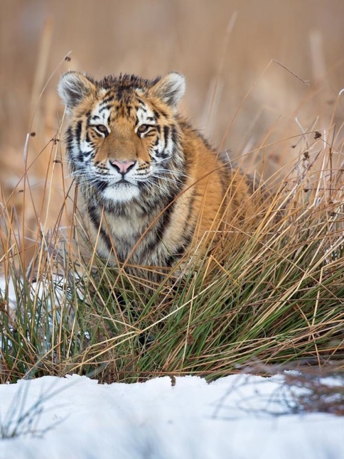 Siberian Tiger by © milanzygmunt