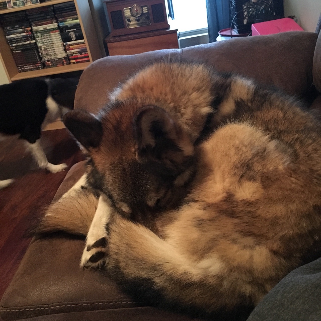 darkwonderlandfantasy:
“Gambit likes couch time.
”