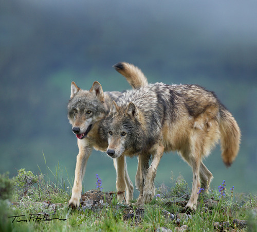 Gray Wolves by © Tim Fitzharris