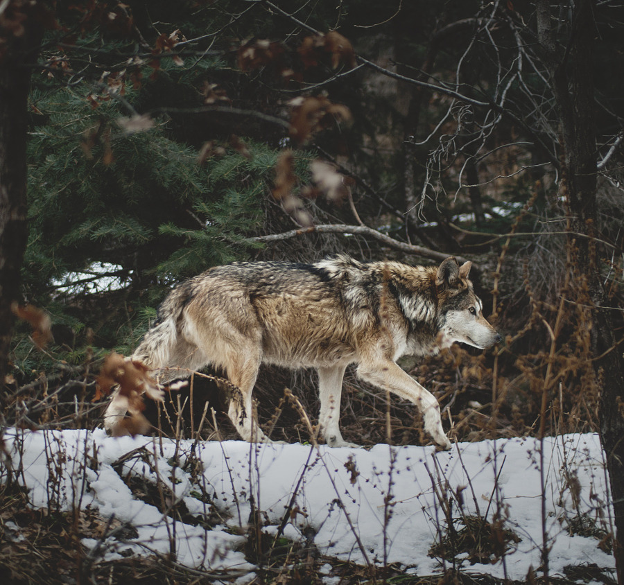 her-wolf:
“ Lone wolf by Samuel Baňas ”
