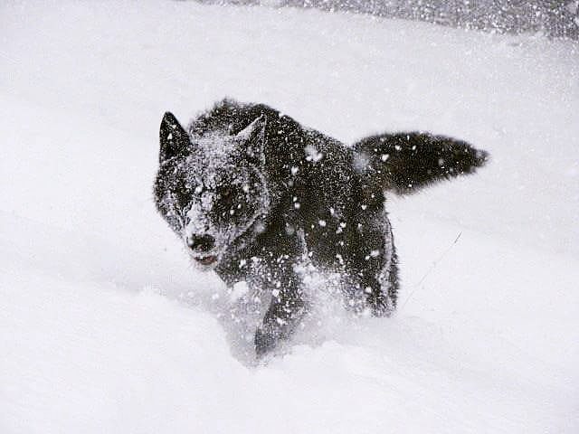amaroqwolves:
“ We can’t wait until everything is covered with high snow. We live in the Swiss Alps, and are in the Winter often snowed in. Photo from beginning 2015. #amaroqthewolfdog #winteriscoming #snowfun #wolfdog #winter2015 #deepsnow...