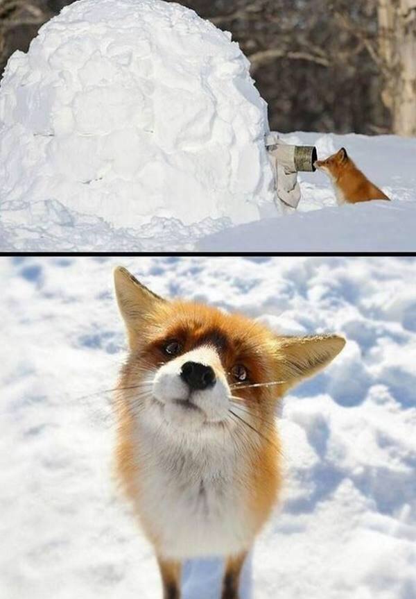 Hello there! This is Fox! (Source: http://ift.tt/2oEAAsl)