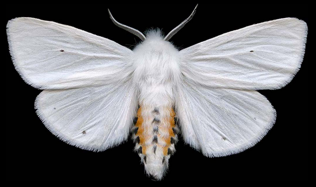 nature tumblr â€” #moths #nature #wings Quaintrelle #colorful