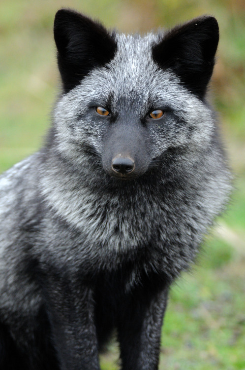Young Silver Fox by © matt knoth