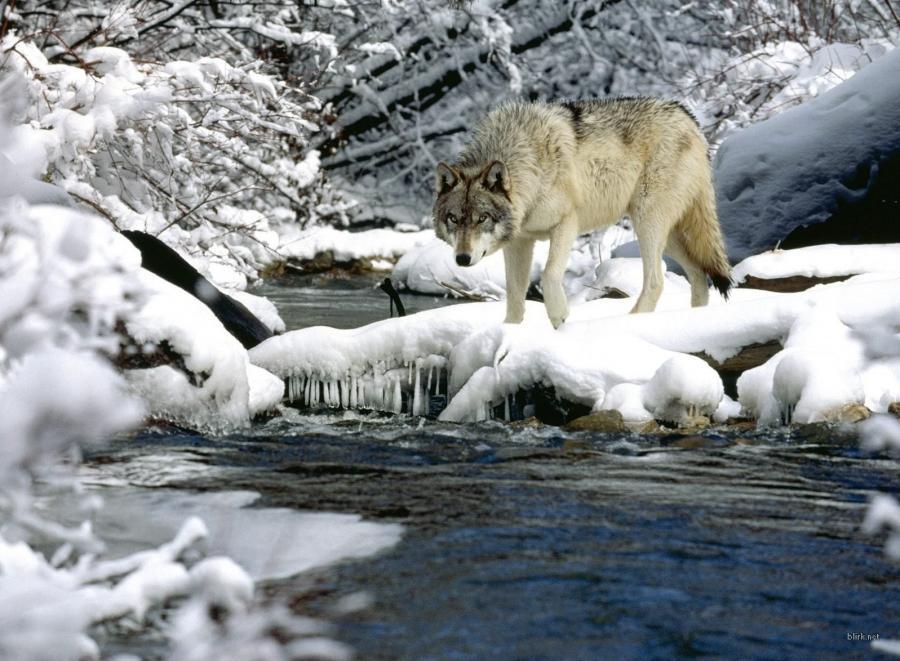 wolfsheart-blog:
“Winter Landscape & Wolf posted by WitchGirl
”