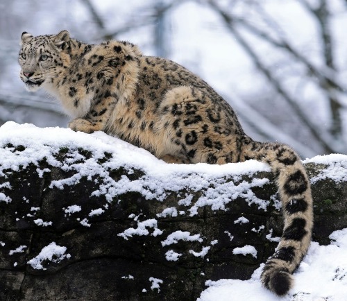 Snow Leopard by © loramulle