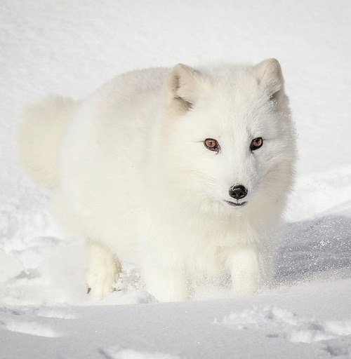 White Arctic Fox by © Athena Mckinzie