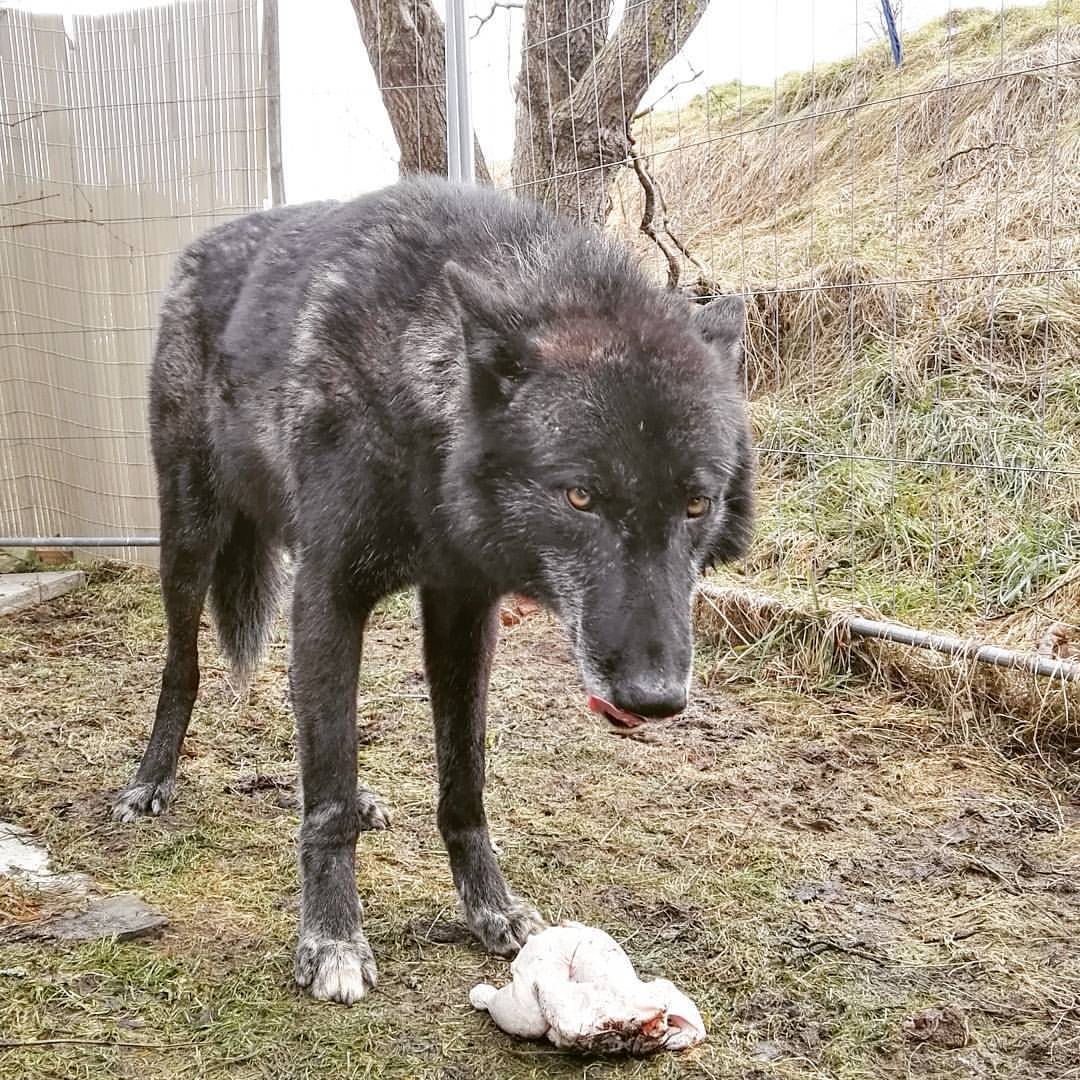 amaroqwolves:
“Please don’t take photos when I am eating. 😂
#amaroqthewolfdog #wolfhund #wolfdogworld #wolfdog #wolfdogsofinstagram #dog #uppermidcontentwolfdog #wolfhybrid #wolfdogcommunity #realwolfdogs #dog_features #sendadogphoto #saturday...