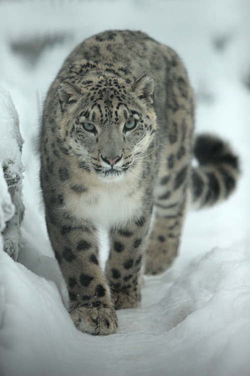 Snow Leopard by © Alex Rodak
