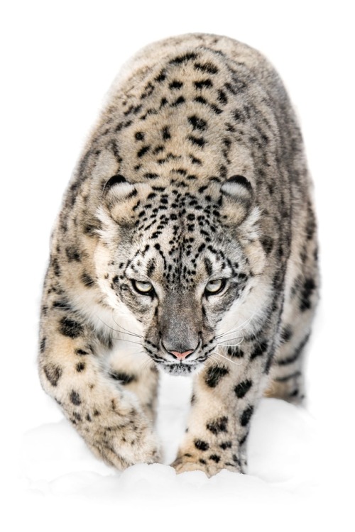 Snow Leopard on the Prowl by © Abeselom Zerit