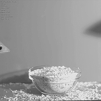 freshphotons:
“An archerfish uses a water jet to lift up a food particle that was buried in coarse-grained sand.
”
