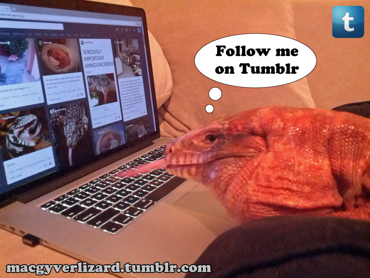 MacGyver the Lizard - On the internet, nobody knows you are a giant lizard