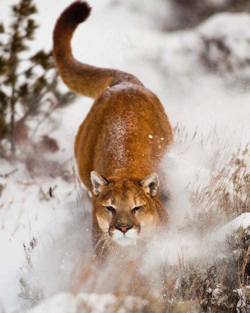 Mountain Lion by © suhaderbent