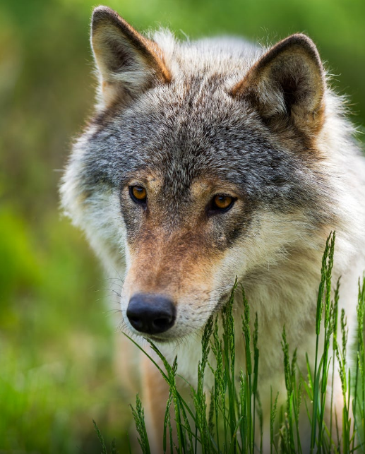wolf-facts:
“ Photo by: Infinite Blue
Wolf News and Facts ”