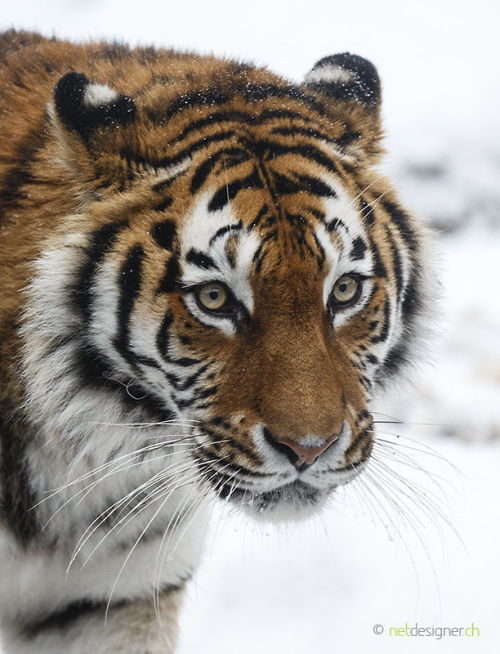 beautiful-wildlife:
“Siberian Tiger by Daniel Münger
”