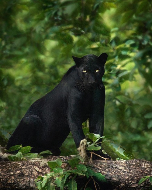 Black Panther by © shaazjungphotography