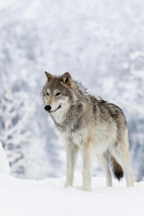 Female Tundra Wolf by © Doug Lindstrand