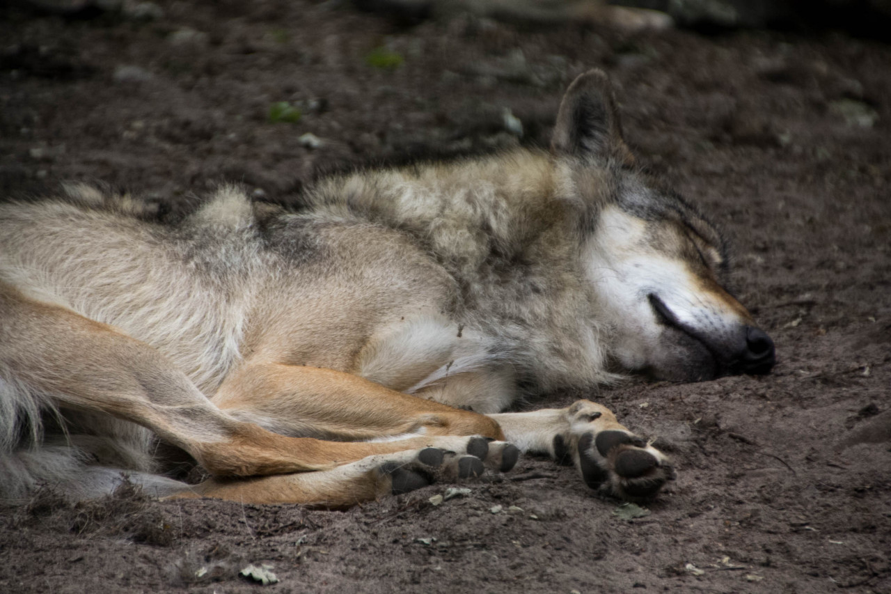 forestofthewolves:
“nap time
”
