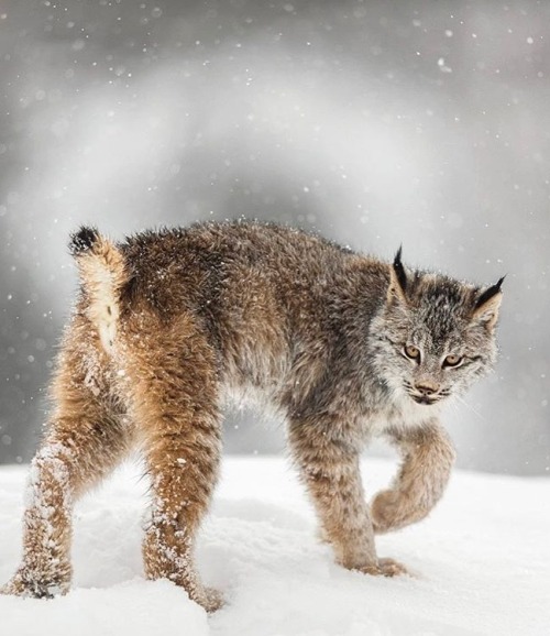 Canadian Lynx by © suhaderbent