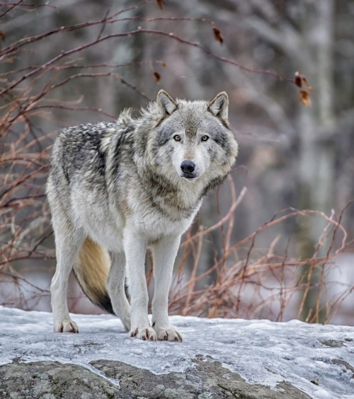 beautiful-wildlife:
“Wolf on watch by © Daniel Parent
”
