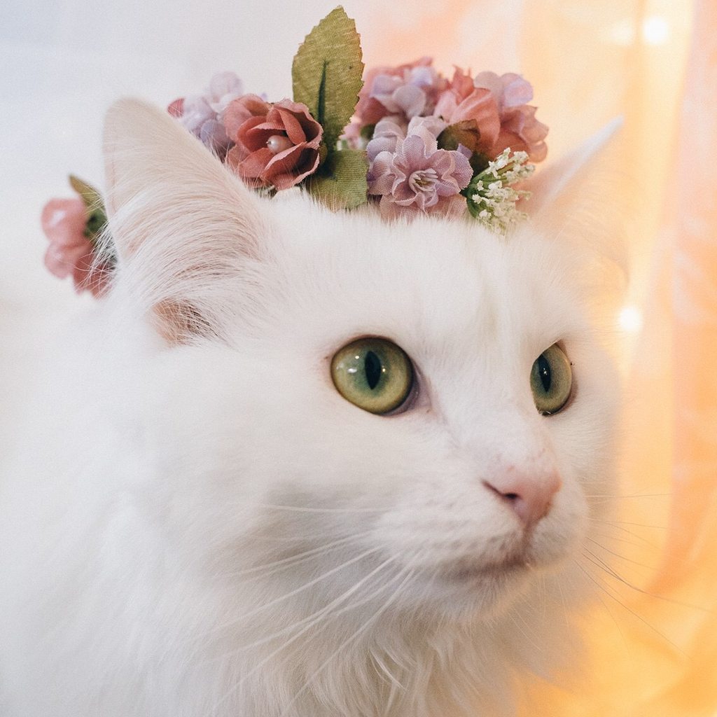 Cats, kitten & nothing else — Decided to make a flower crown for my cat