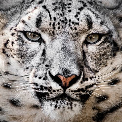 Snow Leopard by © Abeselom Zerit