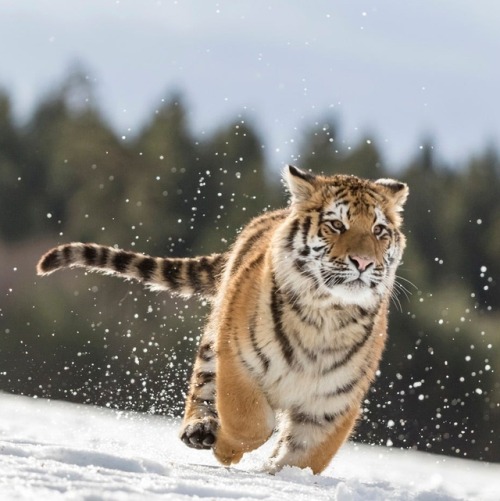 Panthera tigris altaica by © Norbert Liesz
