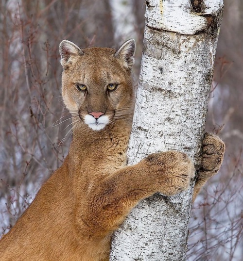 Tree Hugger by © cjm_photography