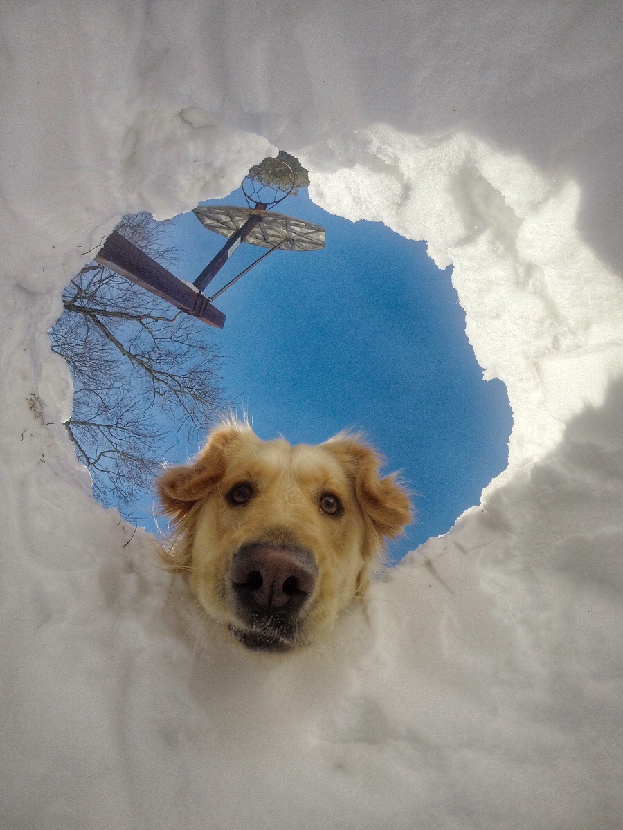 When you fall in the snow but fortunately your dog is a retriever (Source: http://ift.tt/2upUQlI)