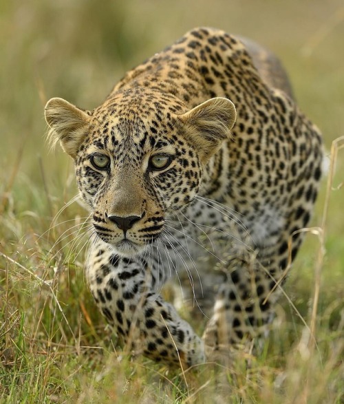 Leopard by © brianscott_photography