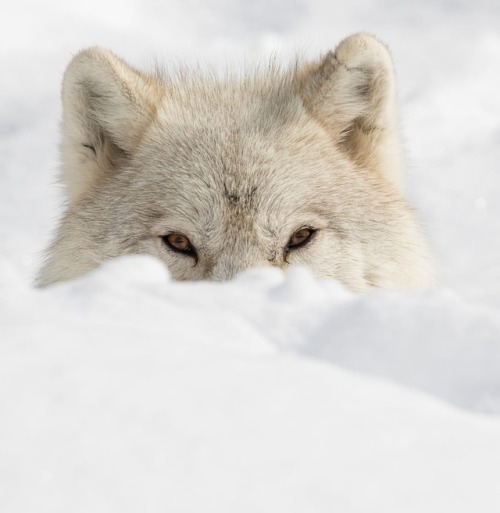 Sneaky look by © Dominic Marcoux