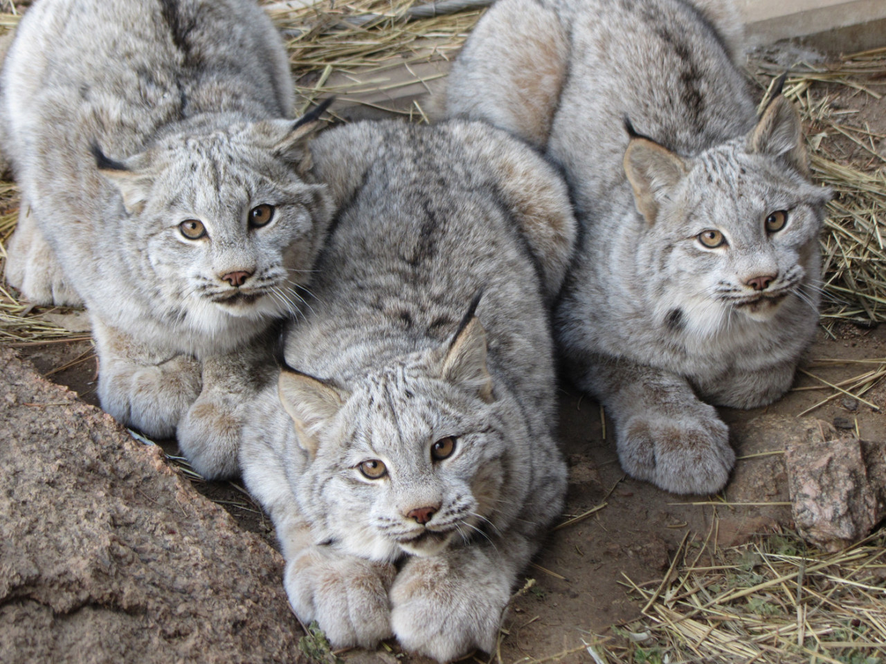Young Canadian Lynxes (Source: http://ift.tt/1MYKSrh)
