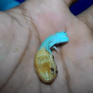Incredible footage of a blue chameleon hatching.