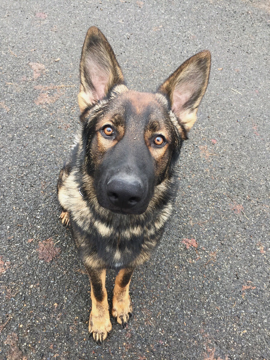 My dad’s six month old shepherd pup is so photogenic! (Source: http://ift.tt/2jIYGmJ)